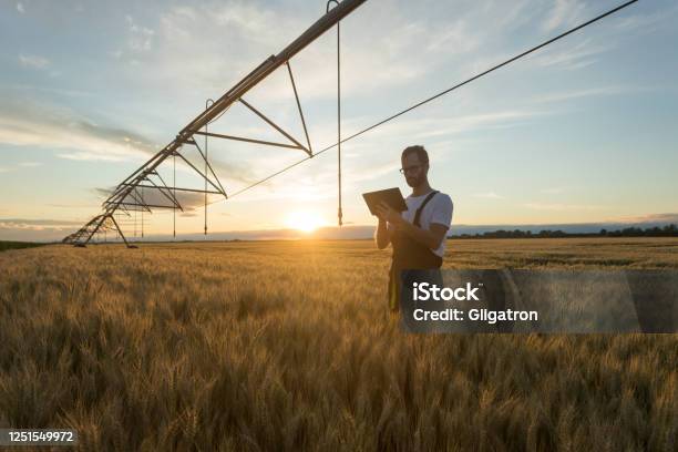Young Farmer Or Agronomist Standing In Wheat Field Beneath Irrigation System And Using A Tablet Stock Photo - Download Image Now