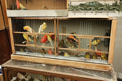 Bird Market on The Ile de la Cite in Paris, Birds in Cage