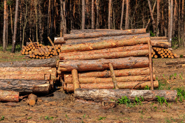 istock Stacked tree trunks felled by the logging timber industry in pine forest 1251550152