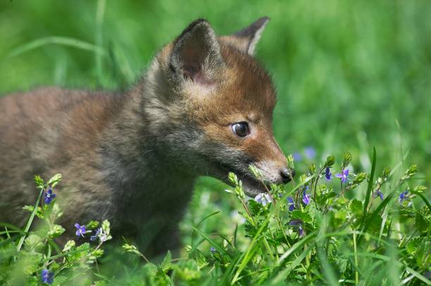 istock Red Fox, vulpes vulpes, Pup with Flowers, Normandy 1251550216