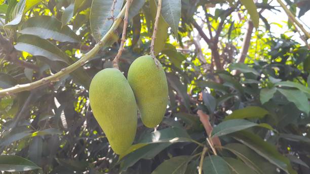 istock Closeup of Mangoes hanging,mango tree. 1251550447
