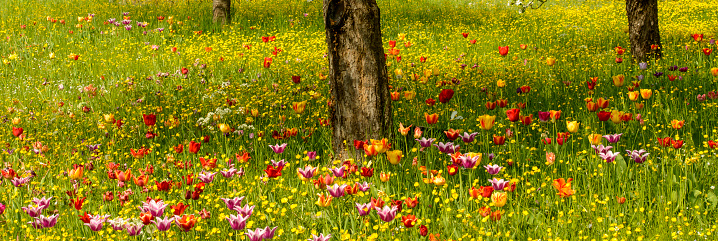 Beautiful enchanting spring meadow in an orchard. Tulips in various colours blossom between buttercup flowers and green grass under a fruit tree in full bloom. A close up and full frame image. Panorama image great for web banner.