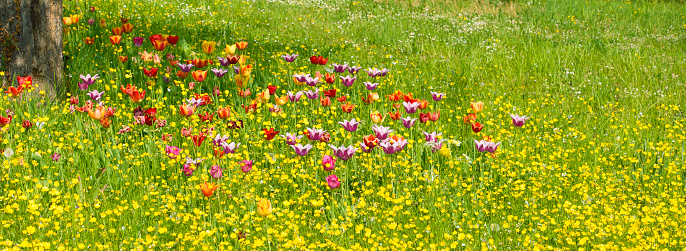 Beautiful enchanting spring meadow in an orchard. Tulips in various colours blossom between buttercup flowers and green grass under a fruit tree in full bloom. A close up and full frame image. Panorama image great for web banner.