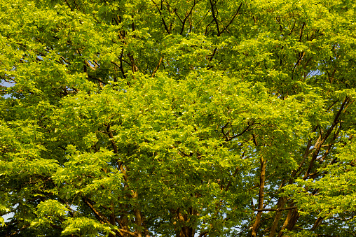 Full frame view of a beech tree top in Spring. The detailed structure and texture of the leaves and branches is clearly visible. The leaves glow in rich and vivid May green. Side view from slightly below.