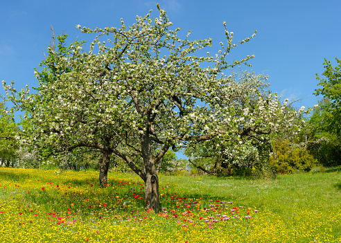 Cherry blossom tree in spring in Maramures county, Romania