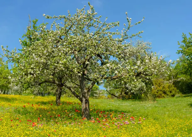Beautiful enchanting spring meadow in an orchard. Tulips in various colours blossom between buttercup flowers and green grass under a fruit tree in full bloom. Awesome XXL high resolution image, 11000 x 7800 pixel.