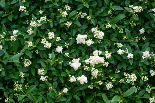 una siepe di privet in fiore con fiori bianchi - privet foto e immagini stock