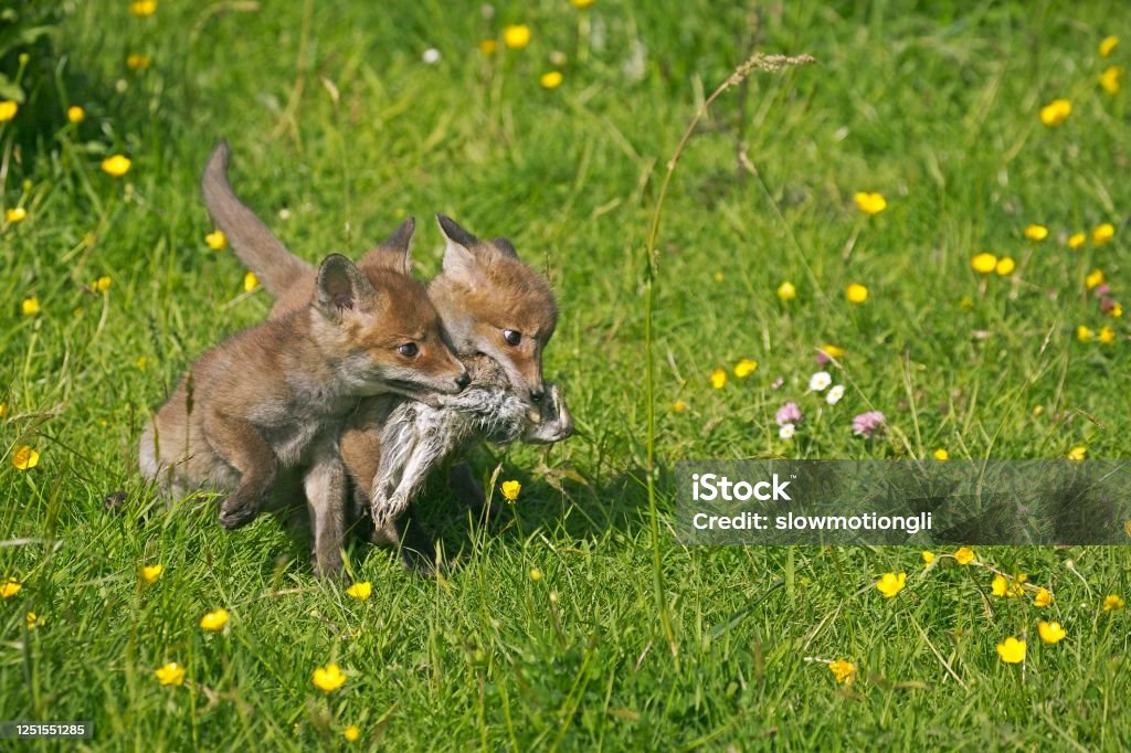 Zorro Rojo Vulpes Vulpes Cachorro Con Un Conejo Salvaje En La Boca Normandía Foto de stock y más banco de imágenes de Aire libre - iStock Zorro Rojo Vulpes Vulpes Cachorro Con Un Conejo Salvaje En La Boca Normandía Foto de stock y más banco de imágenes de Aire libre - iStock