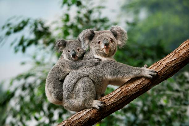 istock Koala, phascolarctos cinereus, Female carrying Young on its Back 1251551286