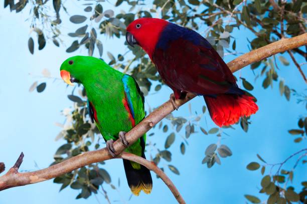 istock Eclectus Parrot, eclectus roratus, Pair standing on Branch 1251551305
