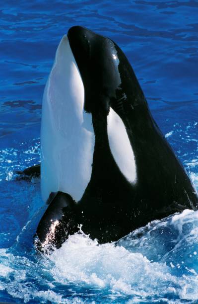 istock Killer Whale, orcinus orca, Adult breaching 1251551317