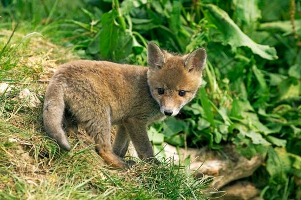 istock Red Fox, vulpes vulpes, Pup standing on Grass, Normandy 1251551318