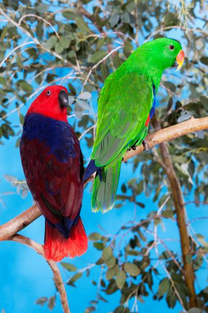 istock Eclectus Parrot, eclectus roratus, Male with Female standing on Branch 1251551319