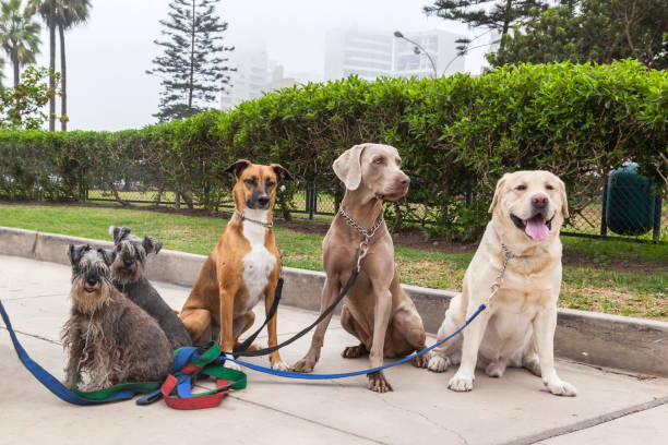chiens de différentes races pour une promenade. marcheur de chien - weimaraner dog animal domestic animals photos et images de collection