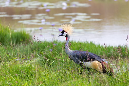 A gray-necked crowned crane stands on the bank of a river in