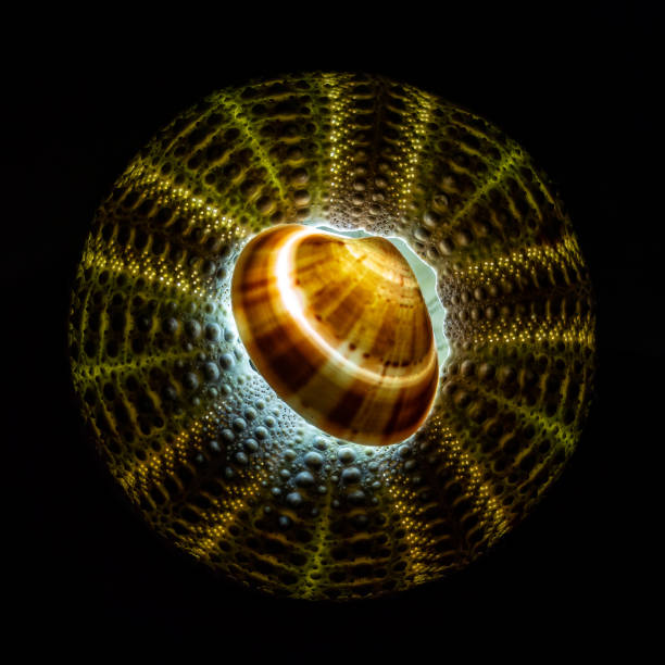 istock Central composition of backlighted sea urchin shell. Isolated on black. 1251553978