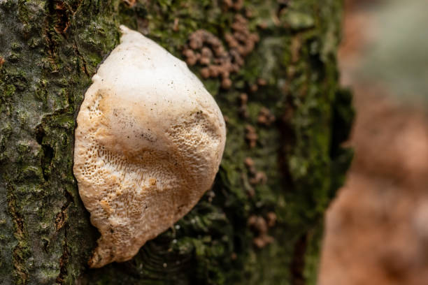 istock White fungus growing on the tree tree trunk. 1251553984