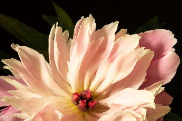 Flower peony rose on black background