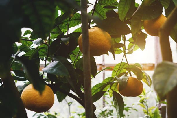 istock Mandarin tree with ripe fruits. 1251555573
