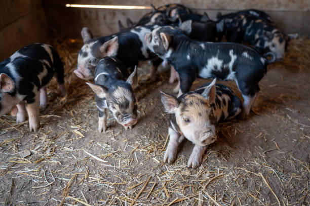 istock Brown, black and white piglets playing 1251555698