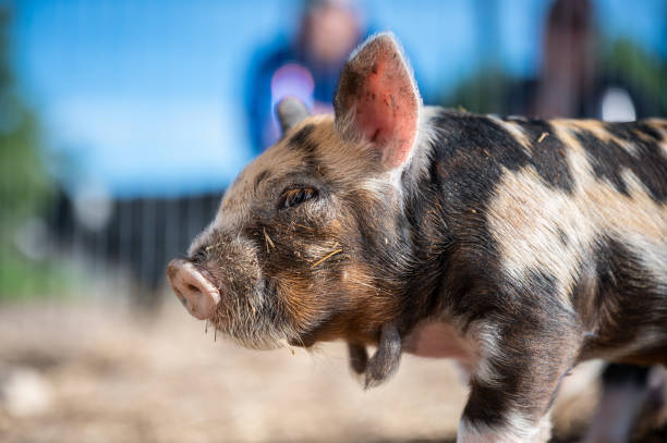 istock Brown, black and white piglets playing 1251555741