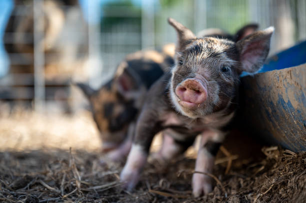 istock Brown, black and white piglets playing 1251556187