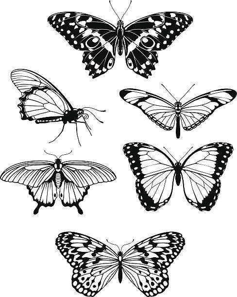 81 Side View Butterfly Tattoos Illustrations & Clip Art - iStock