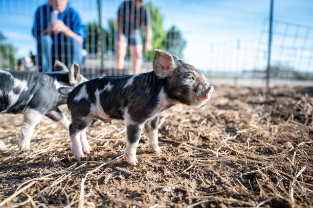 istock Brown, black and white piglets playing 1251556962