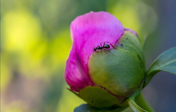 eine schwarze ameise auf einer dunkelrosa pfingstrose knospe - flower purple macro bud stock-fotos und bilder