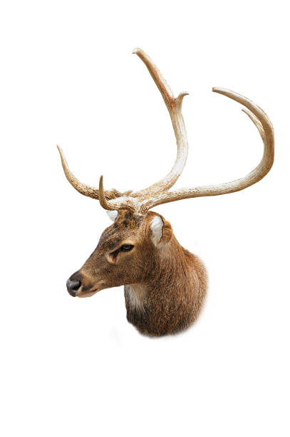 istock The head image of a young deer 1251559339