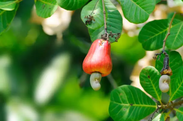 cashew Ripe fruit Grow on the tree