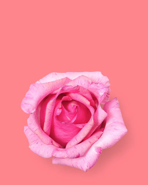 istock Light pink Rose on rose color background 1251559563