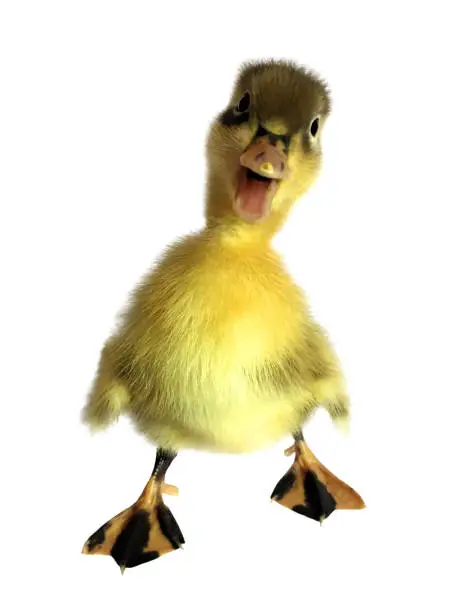 Photo of Cute Fluffy Duckling Standing Quacking Looking At Camera Humor