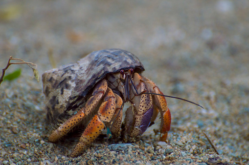 A large hermit crab walking along a sandy beach