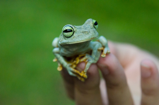 Close-up of a child holding a small frog in the palm of his hand while exploring outside in nature