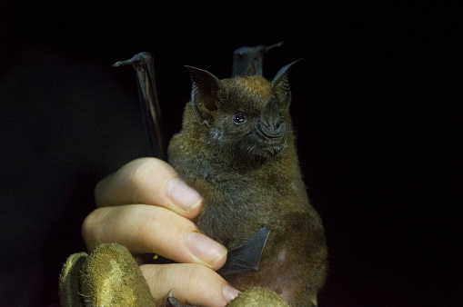 A little red flying fox bat, flying in a Zoo in Denmark, surrounded by green trees