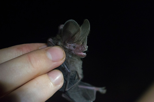 A pygmy round ear bat with large prominent ears, being held by a researcher