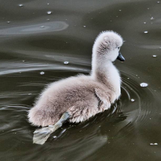 istock A view of a Mute Swan Cygnet 1251560837