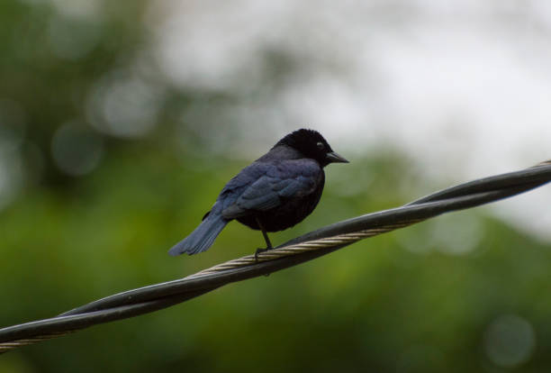 A shiny cowbird of Trinidad and Tobago resting on a power line