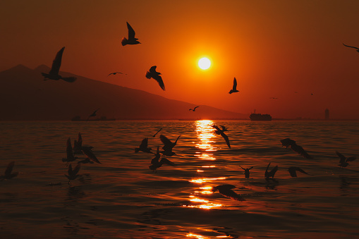 Birds flying above the sea