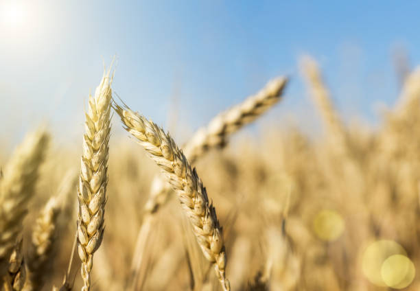 Wheat field with blue sky and sunlight