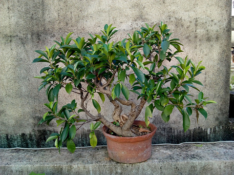 Bonsai is an East Asian art form which utilizes cultivation techniques to produce, in containers, small trees that mimic the shape and scale of full size trees