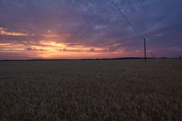 istock Wheat fields bathed in the sun before harvest 1251564439