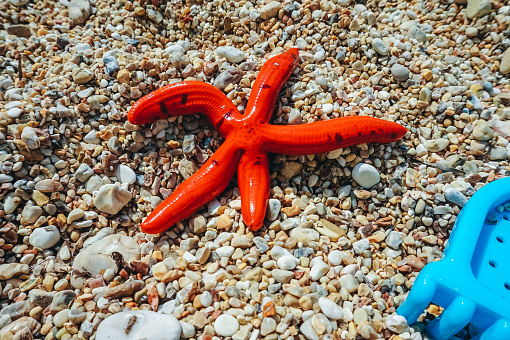 Red Starfish on Beach and kids rake toy for sand.