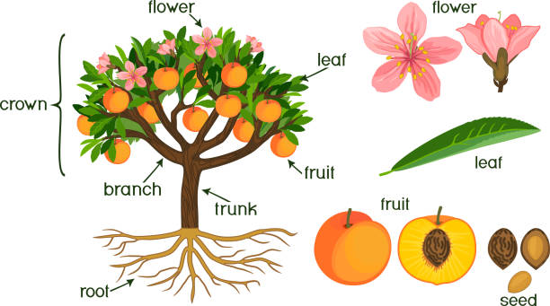 części rośliny. morfologia brzoskwini z owocami, kwiatami, zielonymi liśćmi i systemem korzeniowym izolowanym na białym tle - flower anatomy stock illustrations