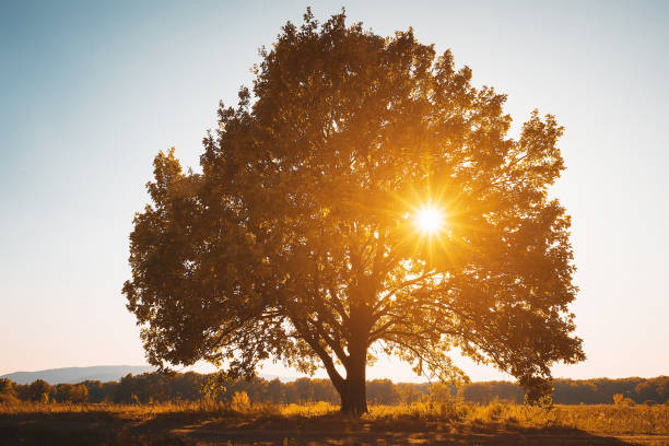 istock Lonely old oak at the sunset. 1251565453