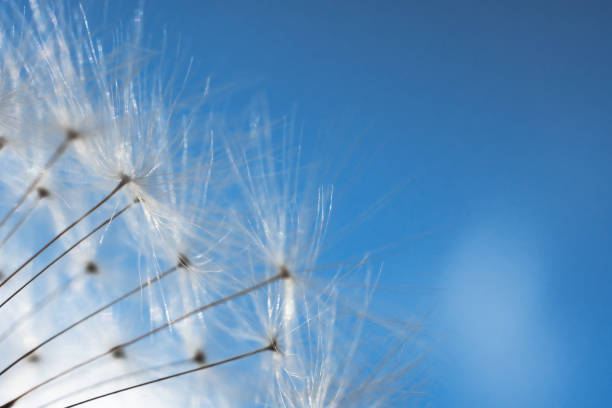 istock dandelion summer seeds macro close-up. 1251565601