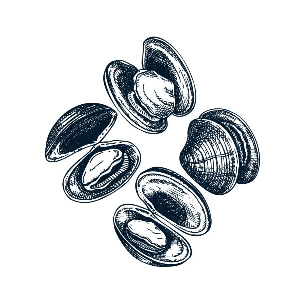 illustrazioni stock, clip art, cartoni animati e icone di tendenza di ðμð°ññññ - clam