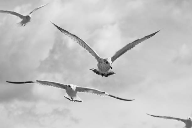 istock Seagulls in flight over Lake Erie 1251566397