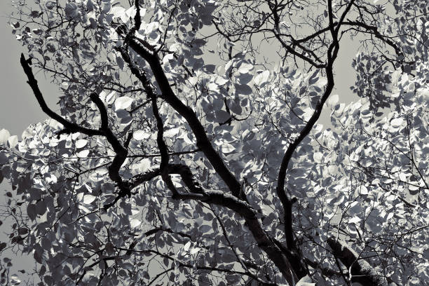 View from below and tree with twisting branches